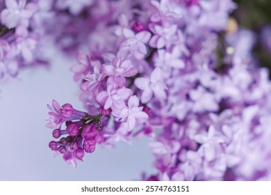 Lilac florets on a table setting on an elegant farmhouse table