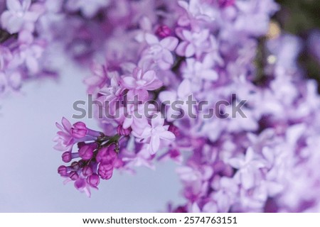 Lilac florets on a table setting on an elegant farmhouse table