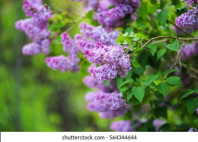 Lilac Flower