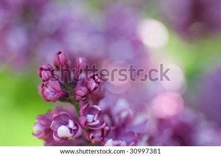 Similar – Lavender, blossom Summer