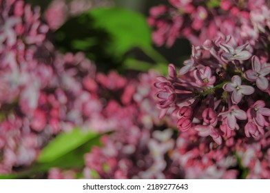 Lilac Flower With The Deep Focus