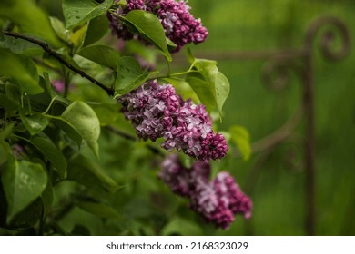 Lilac Flower In The Garden With The Wrought Iron Chair In The Background