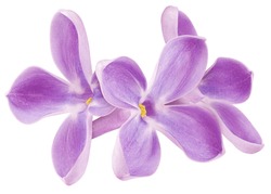 Lilac Flower Isolated On White Background, Full Depth Of Field, Clipping Path