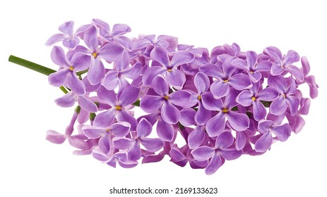 lilac flower isolated on white background, full depth of field, clipping path