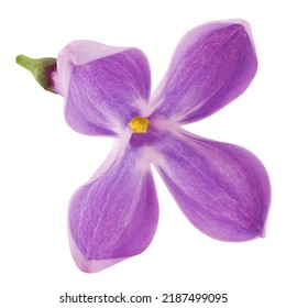 Lilac Flower Isolated On White Background, Full Depth Of Field, Clipping Path