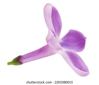 Lilac Flower Isolated On White Background, Full Depth Of Field, Clipping Path