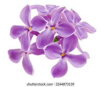 flor lilac aislada en