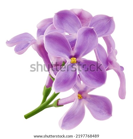lilac flower isolated on white background, full depth of field, clipping path