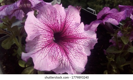 
Lilac flower of terry bush petunia