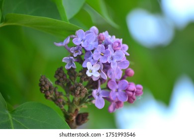 Lilac Flower At Zvezdara In Belgrade