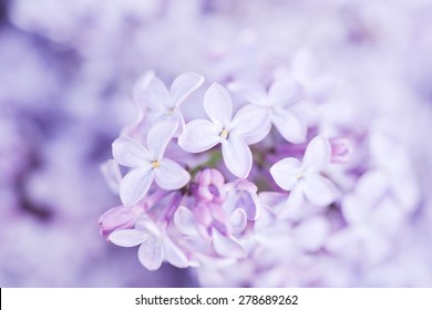 Lilac Flowers