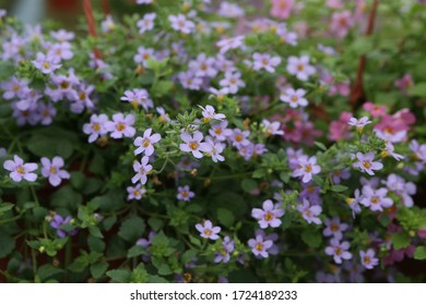 Lilac flowers of bacopa (aquatic plants belonging to the family plantaginaceae) in garden. Blossoming of bacopa. Bacopa bloom in flowerpot. Spring plants, nature. Postcard with flowers: bacopa. Macro
