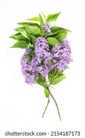 Lilac Flowers Bouqet With Green Leaves On White Background