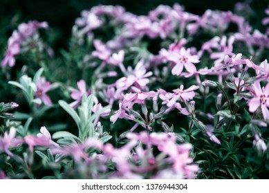 Lilac Flowers Bunch Background. Beautiful Opening Violet Lilac Flower Easter Design Closeup. Beauty Fragrant Tiny Flowers Time Lapse Open Closeup.