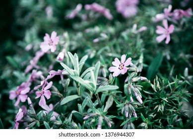 Lilac Flowers Bunch Background. Beautiful Opening Violet Lilac Flower Easter Design Closeup. Beauty Fragrant Tiny Flowers Time Lapse Open Closeup.