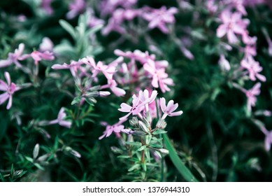 Lilac Flowers Bunch Background. Beautiful Opening Violet Lilac Flower Easter Design Closeup. Beauty Fragrant Tiny Flowers Time Lapse Open Closeup.