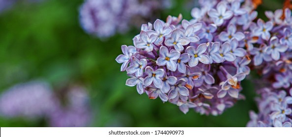 Lilacs Closeup Images Stock Photos Vectors Shutterstock