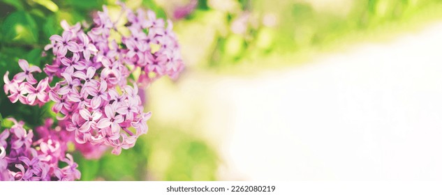 Lilac flowers bunch over blurred background. Beautiful violet border design closeup. Copy space for your text. Wide banner - Shutterstock ID 2262080219