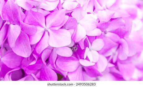 Lilac flowers close up. Bouquet of purple flowers. City flower beds, a beautiful and well-groomed garden with flowering bushes. - Powered by Shutterstock