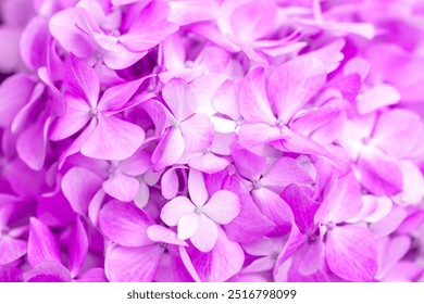 Lilac flowers close up. Bouquet of purple flowers. City flower beds, a beautiful and well-groomed garden with flowering bushes. - Powered by Shutterstock