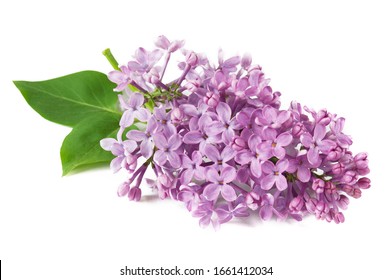 Lilac flowers closeup isolated on white background, closeup	 - Shutterstock ID 1661412034