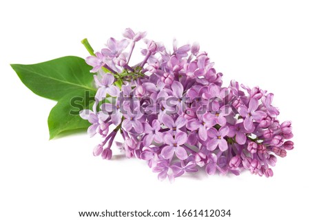 Lilac flowers closeup isolated on white background, closeup	