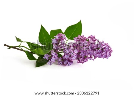 Lilac flowers closeup isolated on white background