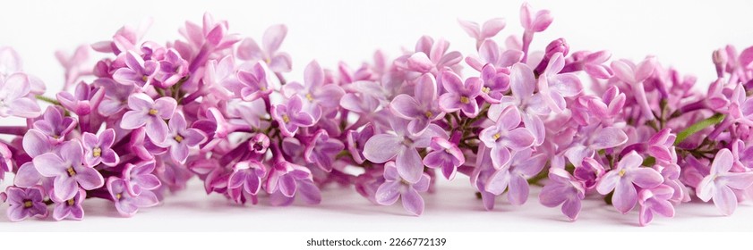 Lilac flowers closeup on a white background. Spring flowers for birthday Mothers or Womens Day. border banner.