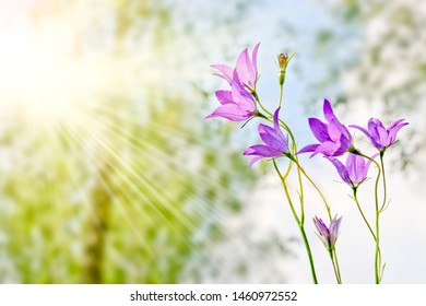 The lilac flowers of the forest campanula. Blurred summer forest background.