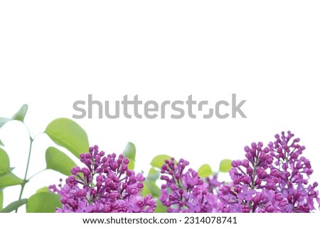 Lilac flowers framing on the white background. Invitation, card, banner flowery design with purple and green colors. Spring nature minimalistic background .