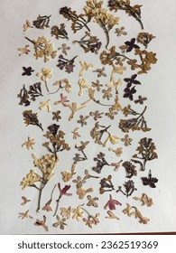 Lilac flowers  honeysuckle