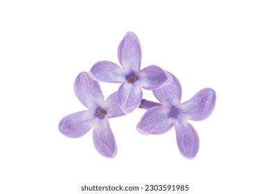 flores lilac aisladas en