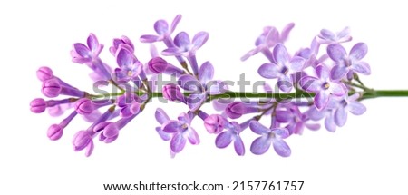 Lilac flowers isolated on white background. Clipping path. Syringa vulgaris flower