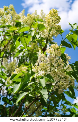 Similar – Foto Bild Frühlingsblüten Blüte