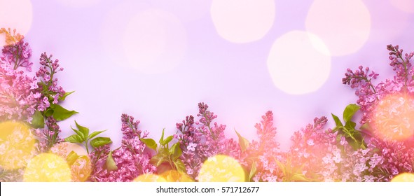 Lilac Flowers On Pink Background