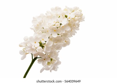 Lilac Flowers On A White Background