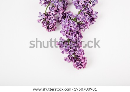 Lilac flowers on the white background. Top view