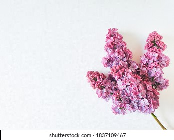 Lilac Flowers On White Textured Background. Top View, Copy Space, Flower Flatlay. Place For Text Or Beauty Product.