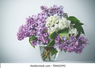 Lilac flowers in vase against white background - Powered by Shutterstock