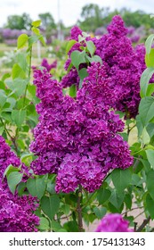 Lilac flowers.Syringa vulgaris (lilac or common lilac). - Shutterstock ID 1754131343