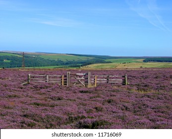 Lilac Heather In Flower On The North Yorkshire Moors.