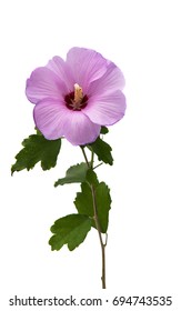 Lilac Hibiscus Isolated On White Background