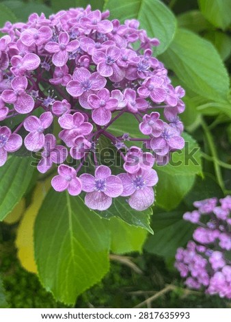 Lilac Hydrangea macrophylla (big lea hydrangea) flowers with blue-purple center florets