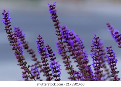Lilac-Lavendelblumen auf unscharfem Hintergrund, Nahaufnahme.