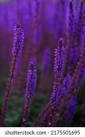Lilac-Lavendelblumen auf unscharfem Hintergrund, Nahaufnahme. Kann als abstrakter natürlicher Hintergrund verwendet werden.