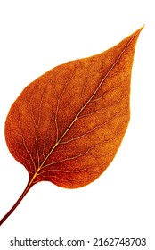 LILAC LEAF - Ecological lungs of the earth