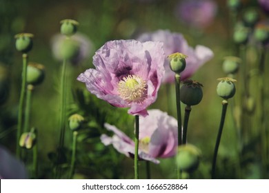 Lilac Opium Poppy Flowers Blooming In A Sunny Field