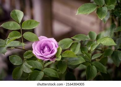 Lilac pastel soft pink rose on a bush, romantic garden bg