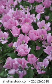 Lilac pink Triumph tulips (Tulipa) Janis Joplin bloom in a garden in April