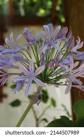 Lilac And Purple Agapanthus Bouquet